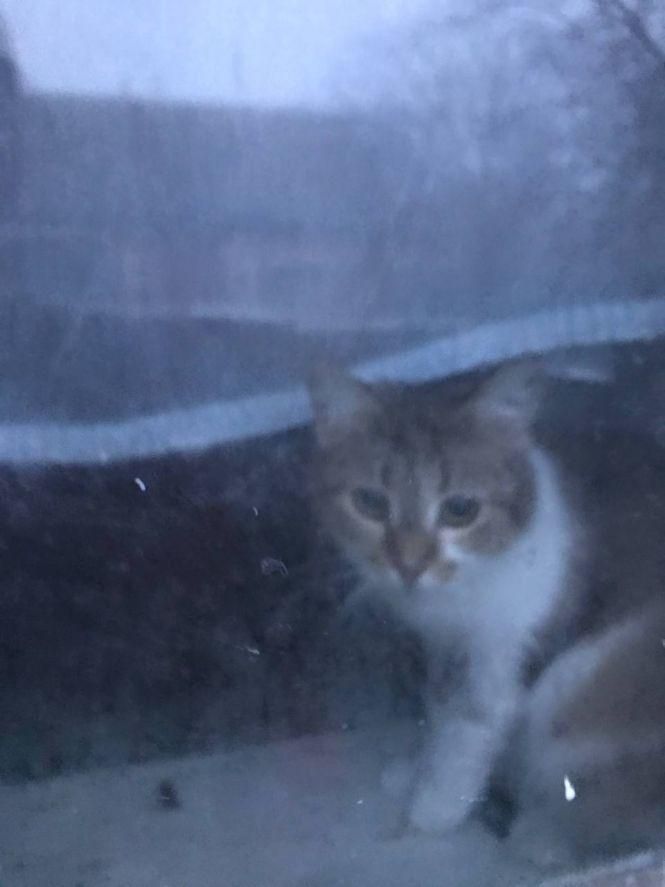 Новини Вінниці - фото з «З миру по нитці»: чим у Вінниці завершився благодійний зоочелендж «Дай5»?