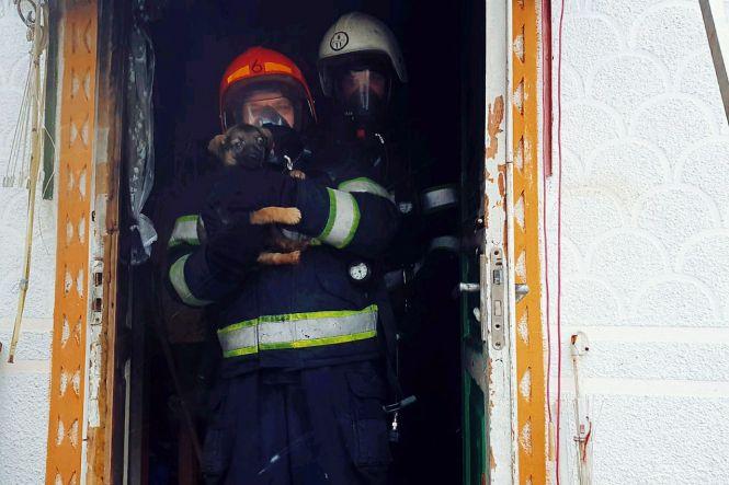 Новини Хмельницького - фото з На Хмельниччині з палаючого будинку врятували цуценят (ФОТО)