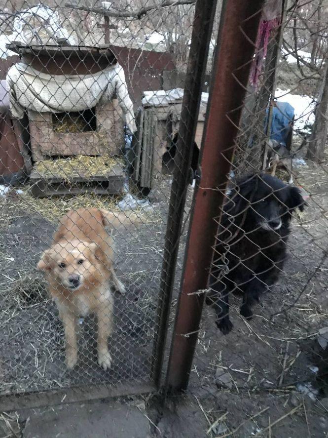 Новини Вінниці - фото з «З миру по нитці»: чим у Вінниці завершився благодійний зоочелендж «Дай5»?