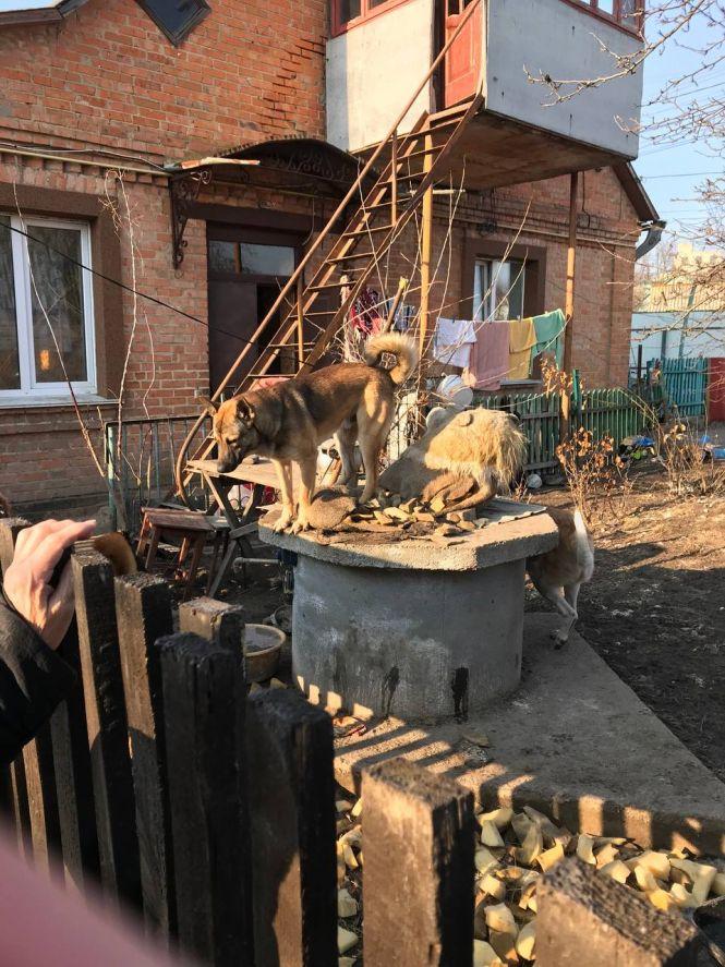 Новини Вінниці - фото з «З миру по нитці»: чим у Вінниці завершився благодійний зоочелендж «Дай5»?