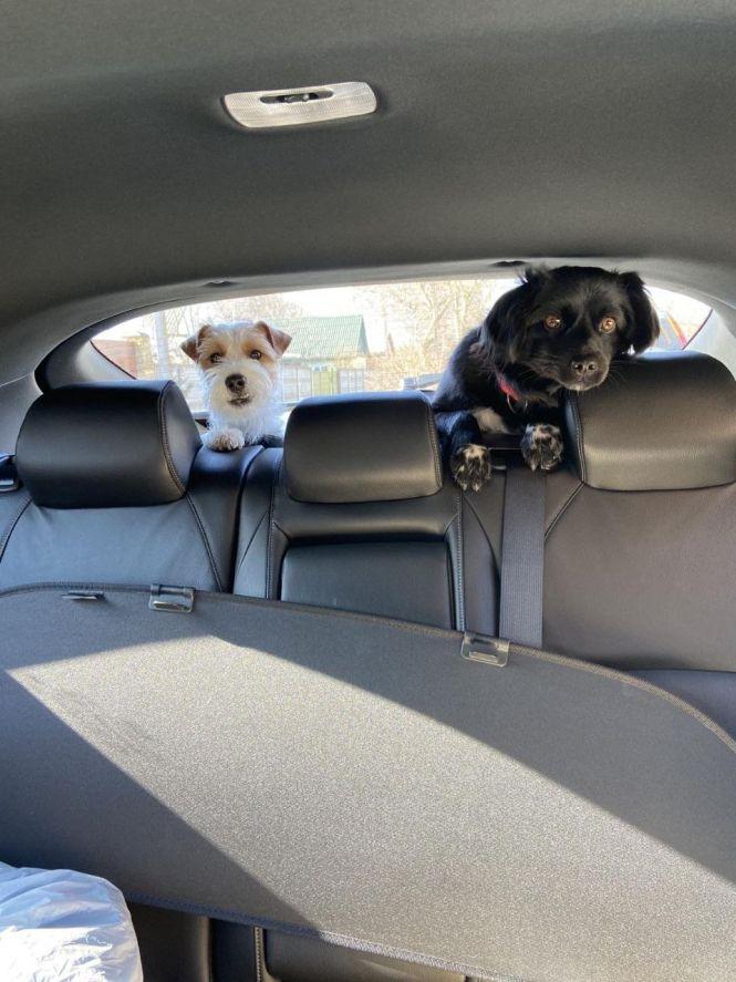 Новини Вінниці - фото з «З миру по нитці»: чим у Вінниці завершився благодійний зоочелендж «Дай5»?