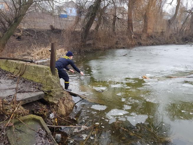 Новини Вінниці - фото з ВІДЕО ДНЯ: щасливий порятунок песика, який провалився під кригу Возможно, это изображение (природа та водоем)