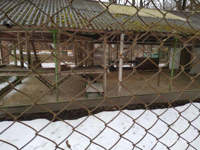 Новини Тернополя - фото з За і проти: чи потрібно було умертвляти лебедів у парку «Топільче» та куди поділи їх тіла