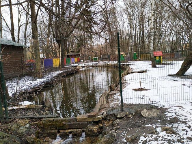 Новини Тернополя - фото з За і проти: чи потрібно було умертвляти лебедів у парку «Топільче» та куди поділи їх тіла