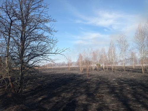 Новини Житомира - фото з Упродовж минулої доби в області вигоріло 2 гектари території з сухою рослинністю і сміттям 0002.jpg