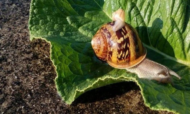 Новини Вінниці - фото з Бізнес «для ледачих». Як барчанин створив равликову ферму