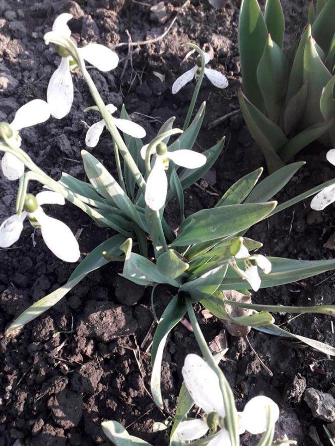 Новини Вінниці - фото з Міст без річки, 500-літні дуби і перші гриби. Кияни запрошують на екскурсію в село на Вінниччину