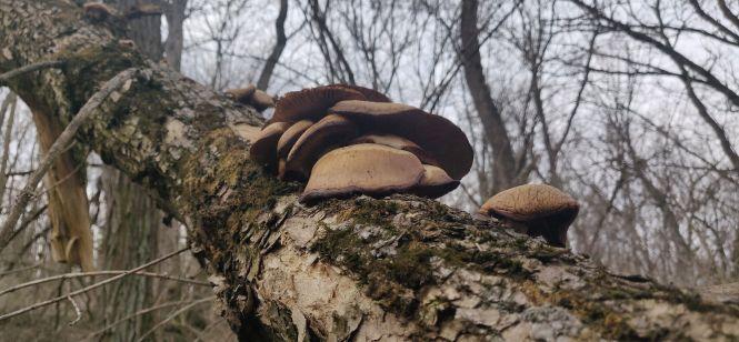 Новини Вінниці - фото з Міст без річки, 500-літні дуби і перші гриби. Кияни запрошують на екскурсію в село на Вінниччину