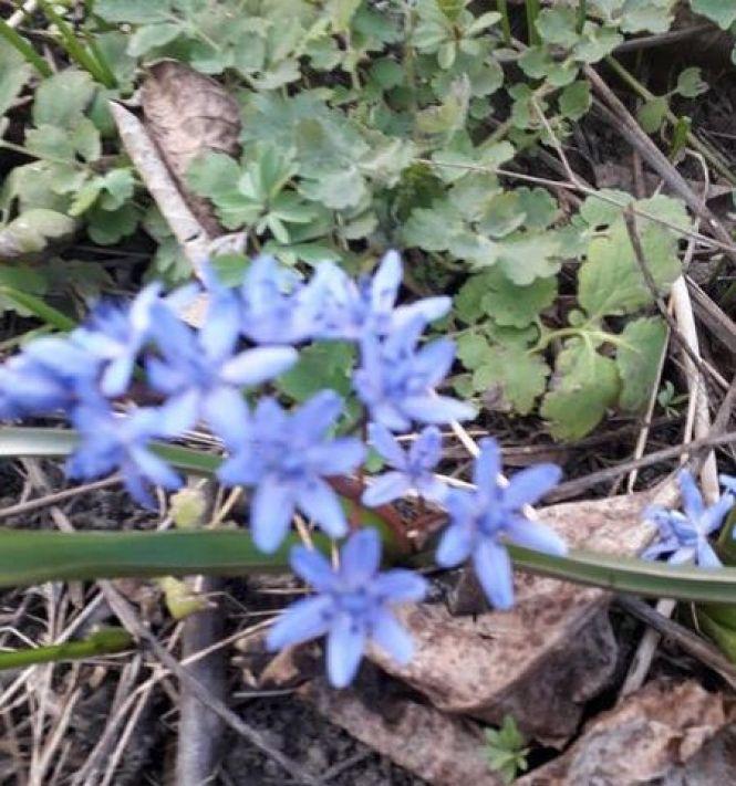 Новини Вінниці - фото з Міст без річки, 500-літні дуби і перші гриби. Кияни запрошують на екскурсію в село на Вінниччину