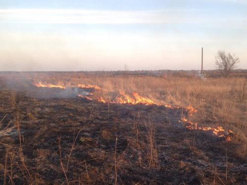 Новини Житомира - фото з В області продовжує палати суха рослинність: за добу виникло 5 загорянь, вигоріло 8 гектарів 1.jpg