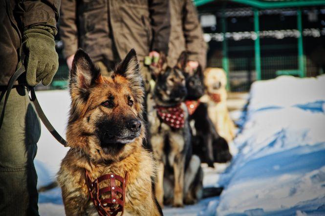 Новини Вінниці - фото з «Заснув з Ельзою у буді». Керівник кінологів — про себе, підлеглих і як беруть до них на службу