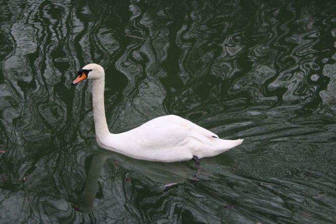 Новини Вінниці - фото з На озеро біля Центрального парку повернули пару лебедів. Скоро птахів там стане більше