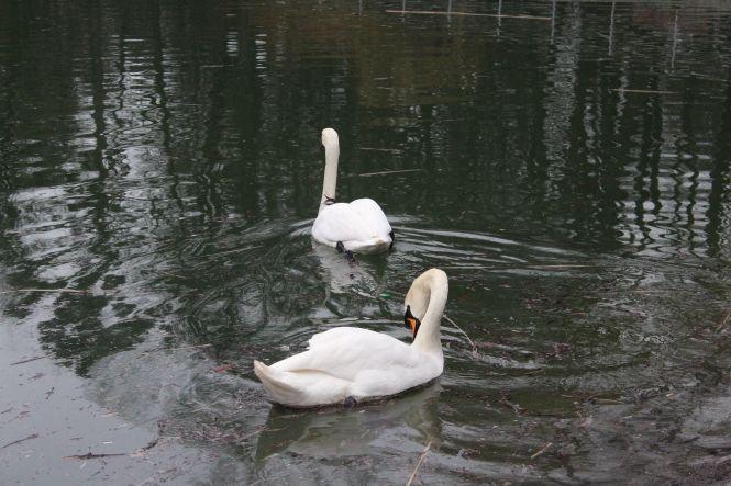 Новини Вінниці - фото з На озеро біля Центрального парку повернули пару лебедів. Скоро птахів там стане більше
