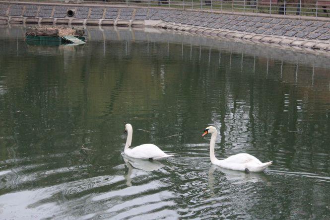 Новини Вінниці - фото з На озеро біля Центрального парку повернули пару лебедів. Скоро птахів там стане більше