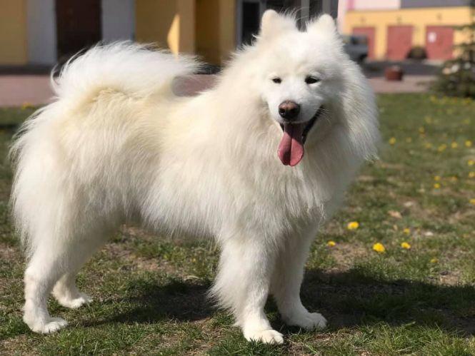 Новини Хмельницького - фото з Нетиповий священник: з гітарою та собакою поїхав на Схід, а в костелі відкрив музей війни