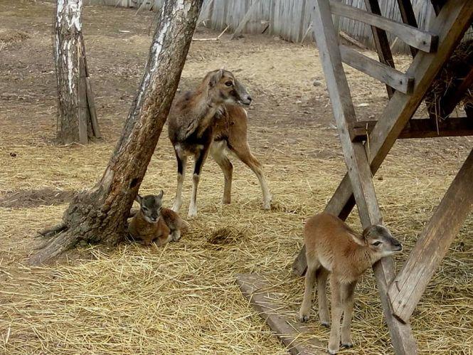 Новини Вінниці - фото з У Подільському зоопарку бебі-бум. З'явилося чотири муфлони