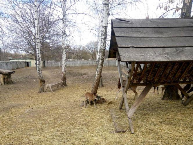 Новини Вінниці - фото з У Подільському зоопарку бебі-бум. З'явилося чотири муфлони