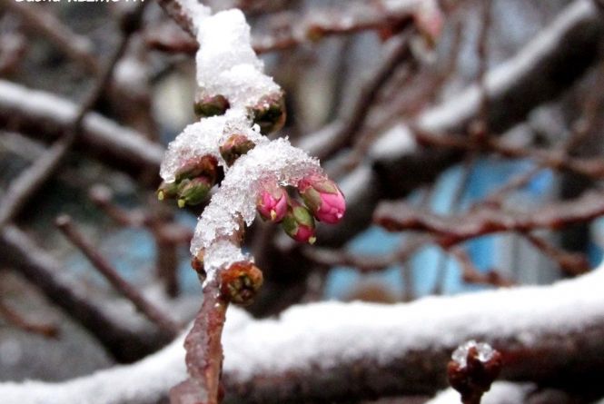 В Україні ще буде сніжити. Синоптики назвали чотири дні, коли буде тепло