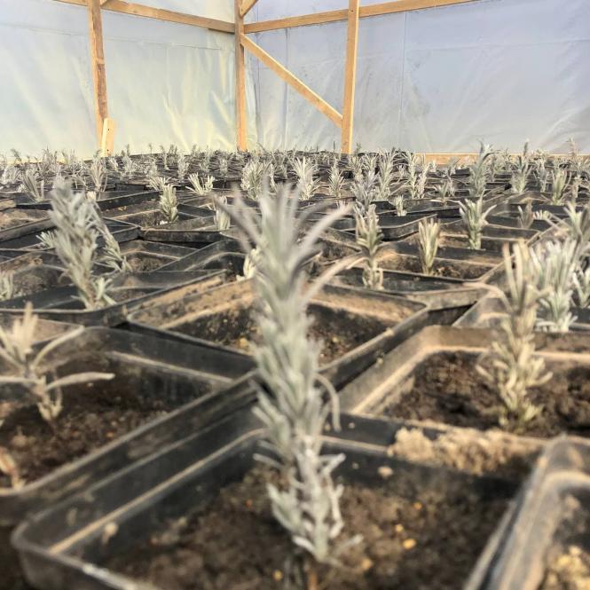 Новини Тернополя - фото з Закохані студенти з Тернопільщини висадили ціле лавандове поле. Де і коли можна побачити? Немає опису.