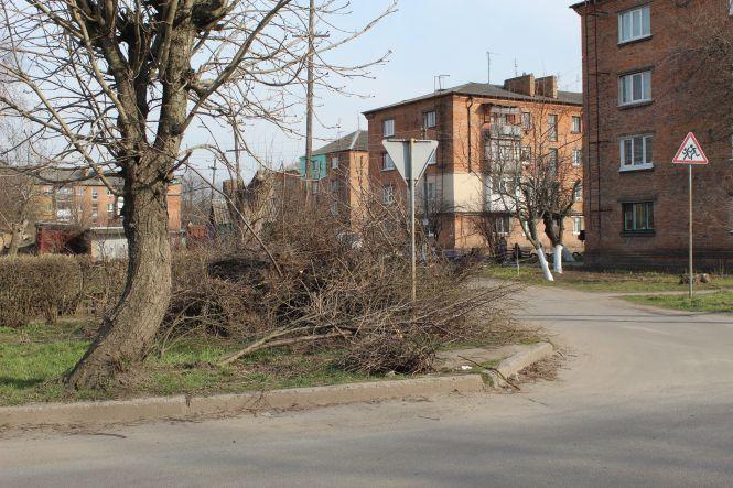 Новини Козятина - фото з Козятин у фото. Квітник на Матросова, обпалені дерева та гори сміття на кладовищі