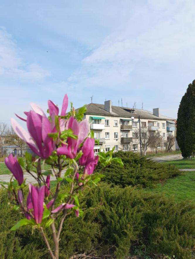 На зображенні може бути: квітка, природа та дерево