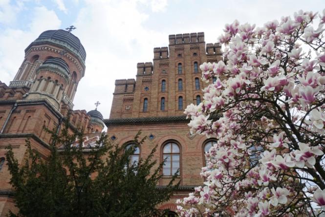 У Чернівцях на території ЧНУ розквітли магнолії – фото » Новини Чернівці: Інформаційний портал «Молодий буковинець»