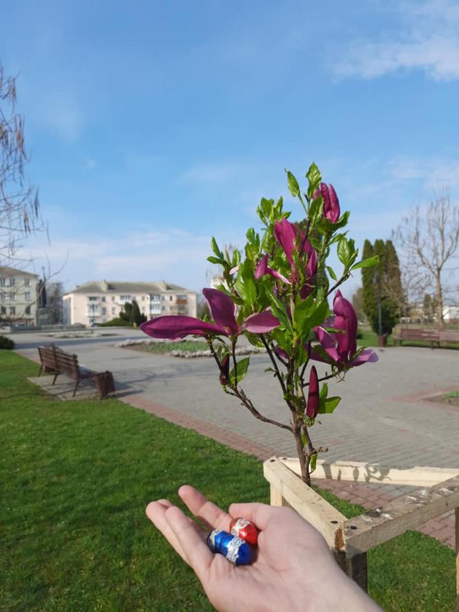 На зображенні може бути: квітка, дерево та просто неба