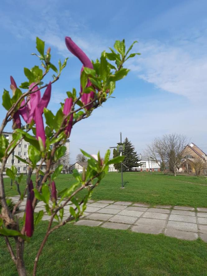 На зображенні може бути: квітка, природа та дерево