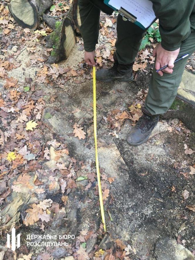 Новини Вінниці - фото з Сотні зрубаних дерев на мільйони гривень. Судитимуть працівників лісгоспу