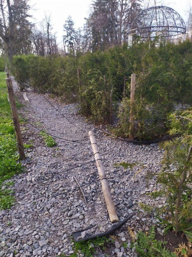 Новини Житомира - фото з Туї, які знищують вандали та непідходящий ґрунт: чому «зелений лабіринт» у парку обходиться місту у 150 тис грн щороку