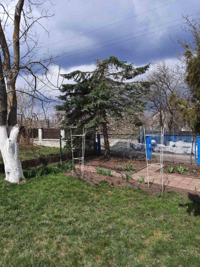 Новини Тернополя - фото з По-варварськи обрізали дерева: пенсіонер скаржиться на дії голови кооперативу. Розбираємося в проблемі