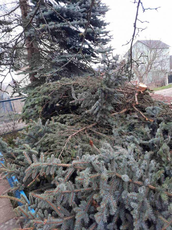 Новини Тернополя - фото з По-варварськи обрізали дерева: пенсіонер скаржиться на дії голови кооперативу. Розбираємося в проблемі