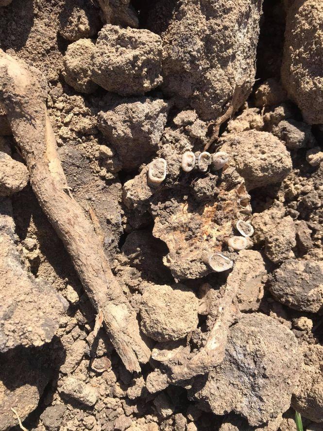 Новини Вінниці - фото з «Валяються черепи, зуби і кістки». В Тяжилові зводять будівлю на місці кладовища без перепоховання