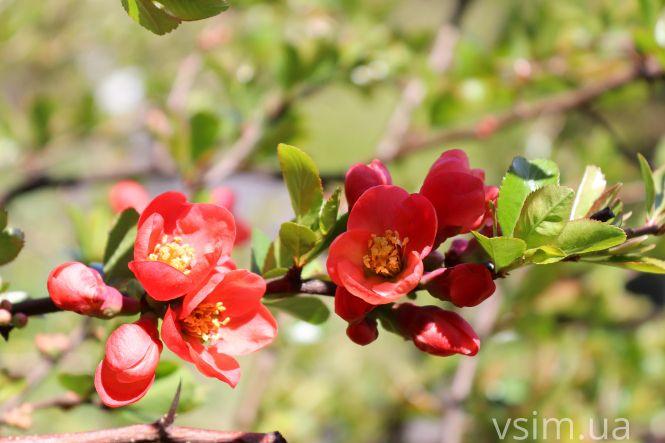 Хеномелес японський