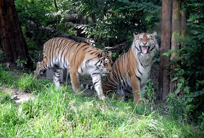 Файл:Rivne zoopark.jpg — Вікіпедія