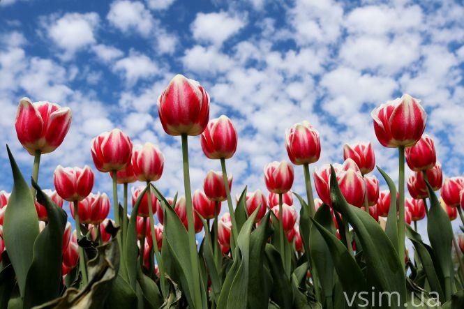 Новини Хмельницького - фото з Сім’я на Хмельниччині створила “квітковий рай” (ФОТО+ВІДЕО)