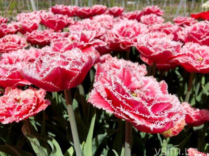 Новини Хмельницького - фото з Сім’я на Хмельниччині створила “квітковий рай” (ФОТО+ВІДЕО)