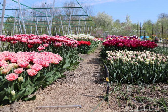 Новини Хмельницького - фото з Сім’я на Хмельниччині створила “квітковий рай” (ФОТО+ВІДЕО)