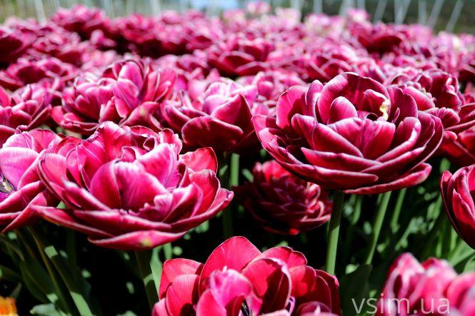 Новини Хмельницького - фото з Сім’я на Хмельниччині створила “квітковий рай” (ФОТО+ВІДЕО)