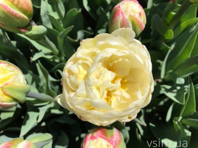 Новини Хмельницького - фото з Сім’я на Хмельниччині створила “квітковий рай” (ФОТО+ВІДЕО)