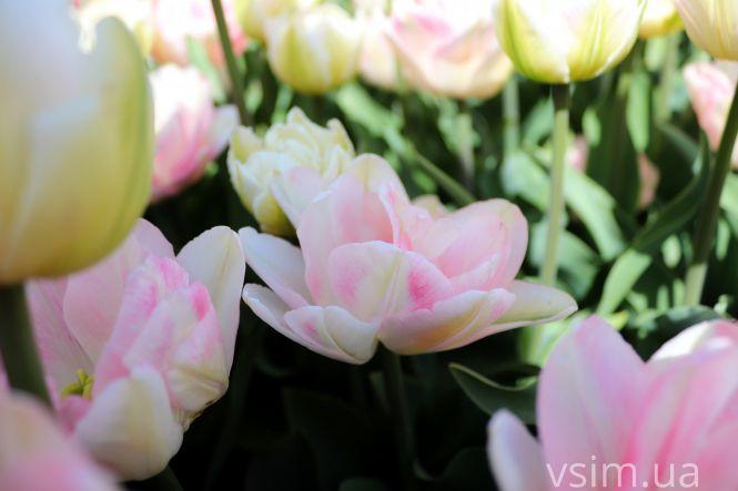 Новини Хмельницького - фото з Сім’я на Хмельниччині створила “квітковий рай” (ФОТО+ВІДЕО)