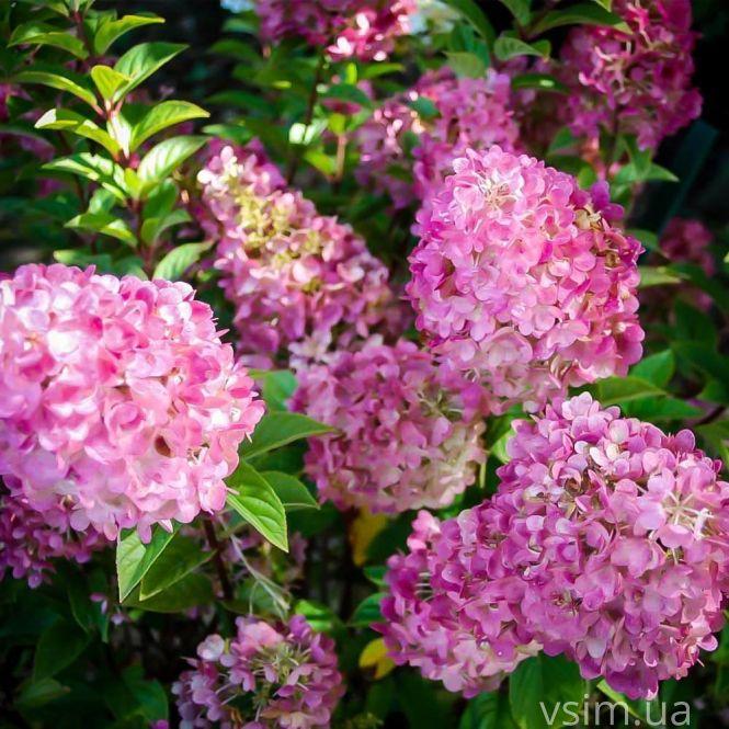 Новини Хмельницького - фото з Сім’я на Хмельниччині створила “квітковий рай” (ФОТО+ВІДЕО)