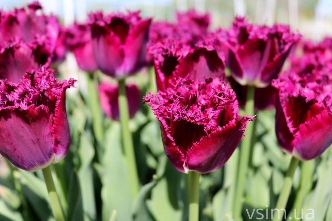 Новини Хмельницького - фото з Сім’я на Хмельниччині створила “квітковий рай” (ФОТО+ВІДЕО)