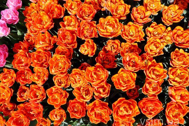 Новини Хмельницького - фото з Сім’я на Хмельниччині створила “квітковий рай” (ФОТО+ВІДЕО)