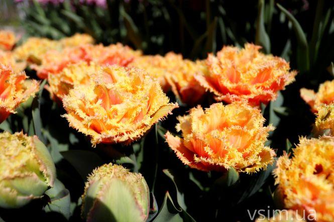 Новини Хмельницького - фото з Сім’я на Хмельниччині створила “квітковий рай” (ФОТО+ВІДЕО)