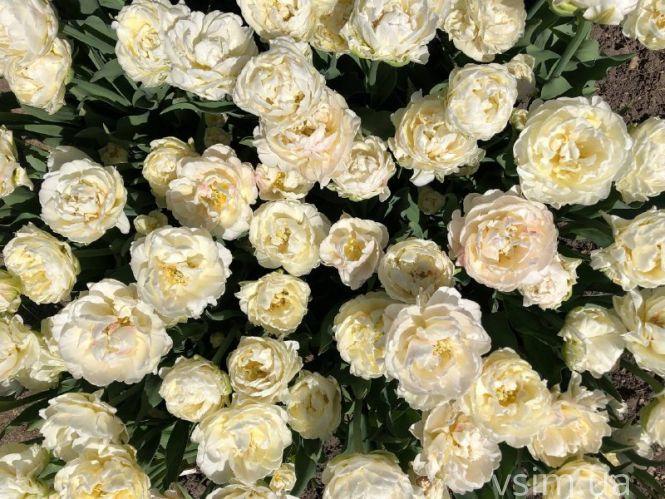 Новини Хмельницького - фото з Сім’я на Хмельниччині створила “квітковий рай” (ФОТО+ВІДЕО)