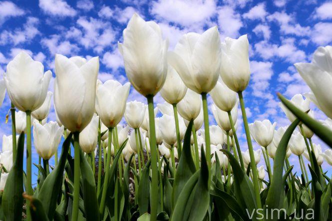 Новини Хмельницького - фото з Сім’я на Хмельниччині створила “квітковий рай” (ФОТО+ВІДЕО)