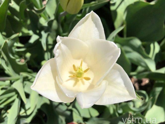 Новини Хмельницького - фото з Сім’я на Хмельниччині створила “квітковий рай” (ФОТО+ВІДЕО)