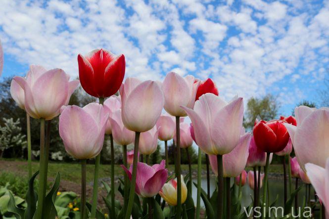 Новини Хмельницького - фото з Сім’я на Хмельниччині створила “квітковий рай” (ФОТО+ВІДЕО)