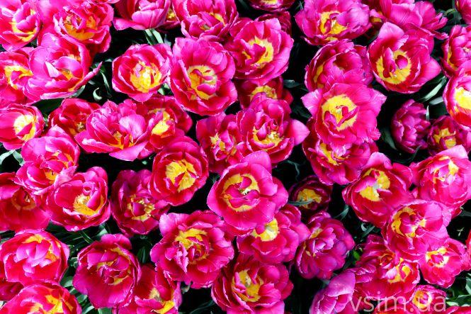 Новини Хмельницького - фото з Сім’я на Хмельниччині створила “квітковий рай” (ФОТО+ВІДЕО)